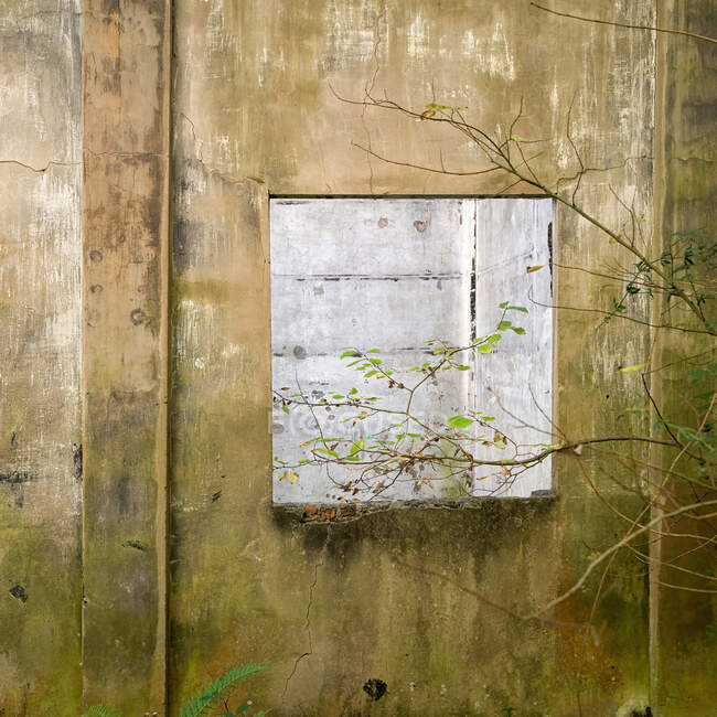 Alters schäbige Steinmauer desolaten Gebäudes mit offener Tür und Baum wächst in der Nähe — Stockfoto