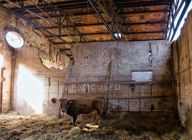 Vaca marrón solitaria de pie en granero de piedra envejecida con paredes destruidas y heno viejo - foto de stock