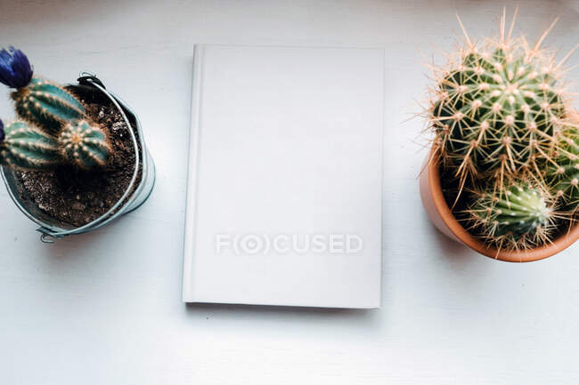 From above evergreen prickly potted flowers in composition with book on white table in light modern office — Stock Photo