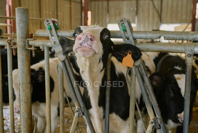 Стадо домашних коров, стоящих в стойле — стоковое фото