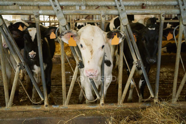Herd of domestic cows standing in stall — Stock Photo