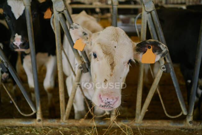 Vacca bianca con tag nelle orecchie in piedi all'interno della stalla della moderna fattoria di vacche e mangiare fieno mentre si guarda attraverso recinzione in metallo — Foto stock