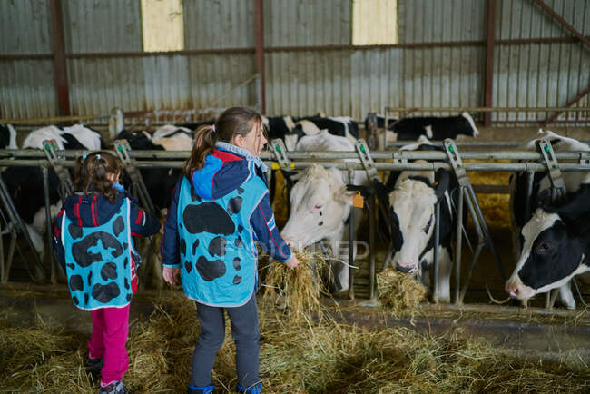 Meninas positivas alimentando vaca enquanto visitam fazenda — Fotografia de Stock