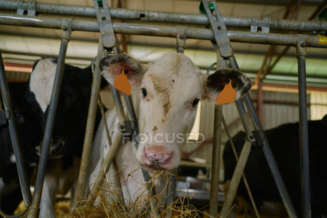 Белая корова с бирками в ушах, стоящая внутри стойла современной коровьей фермы и поедающая сено, глядя сквозь металлический забор — стоковое фото