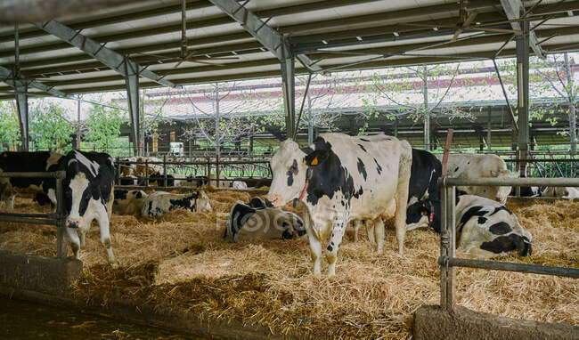 Rebanho de vacas domésticas em pé em banca — Fotografia de Stock