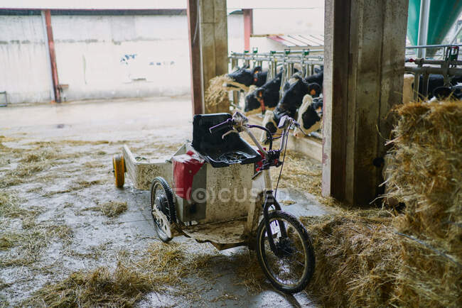 Triciclo con plataforma para el transporte de pajar estacionado en establo de vacas de granja de campo - foto de stock