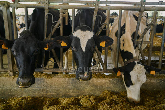 Rebanho de vacas domésticas em pé em banca — Fotografia de Stock