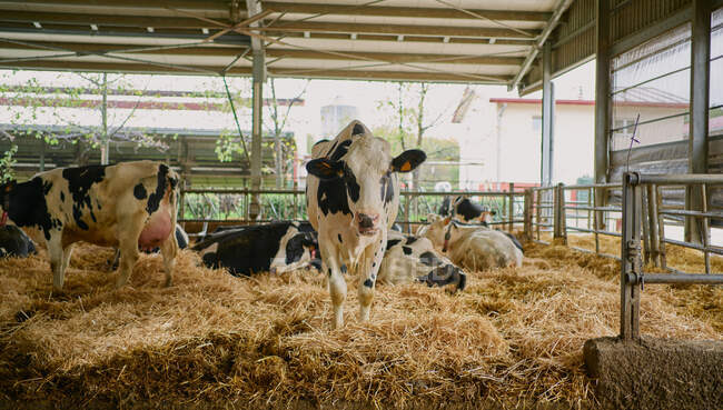 Rebaño de vacas domésticas en establo - foto de stock