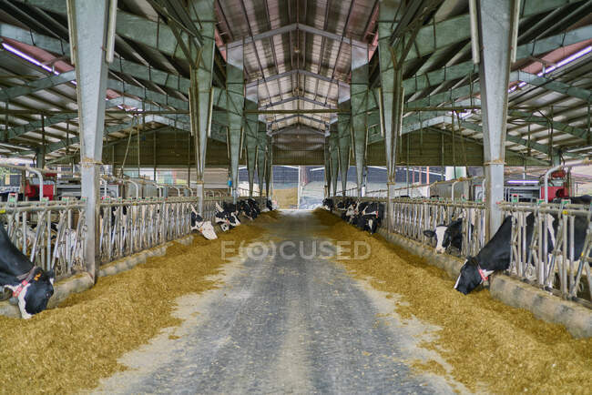 Interior of modern spacious cow barn with cows in stalls eating hay near metal fence under metal roof on modern farm in countryside — Stock Photo