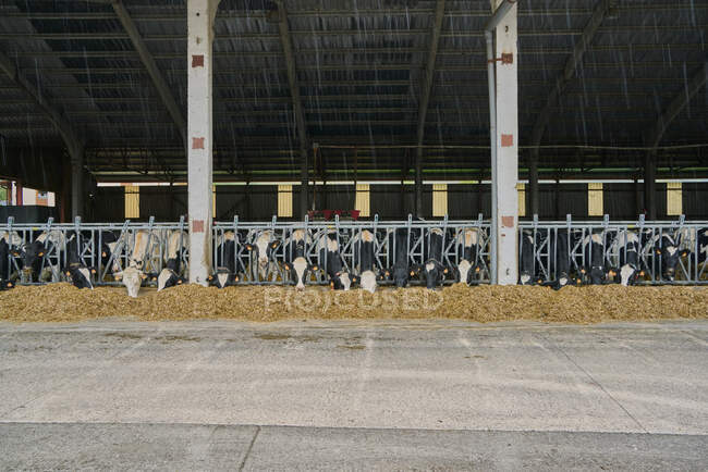 Interior del establo de vacas moderno en la granja - foto de stock