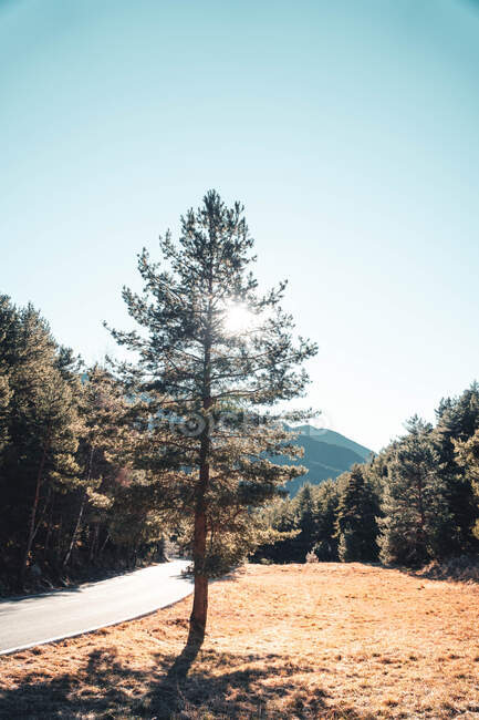 Route entre les pins en plein soleil — Photo de stock
