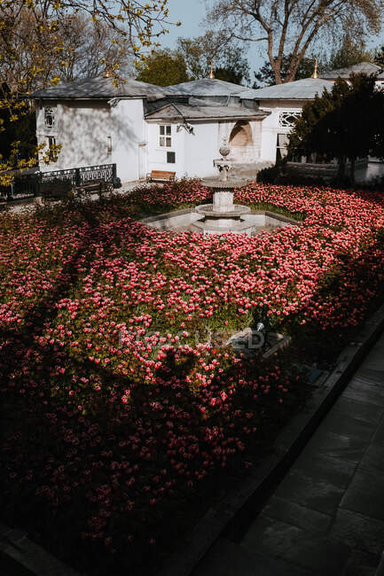 Старий кам'яний порожнистий фонтан навколо великого барвистого декоративного квіткового ліжка рожевих тюльпанів у парку в Стамбулі на тлі маленьких білих будинків. — стокове фото