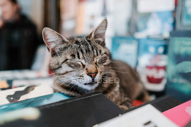 Gatto da strada Tabby con pelliccia liscia e lunghi baffi mentre dorme sdraiato sul bancone con libri il giorno nuvoloso sulla strada di Istanbul — Foto stock