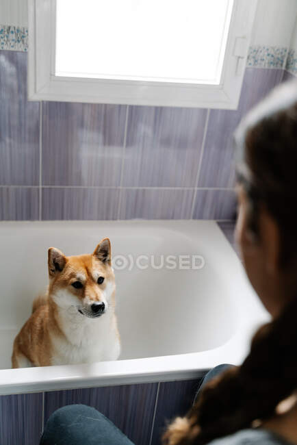 Side view of cute Shiba Inu obediently sitting on bathtub and sniffing piece of dog treats from hands of crop owner — Stock Photo