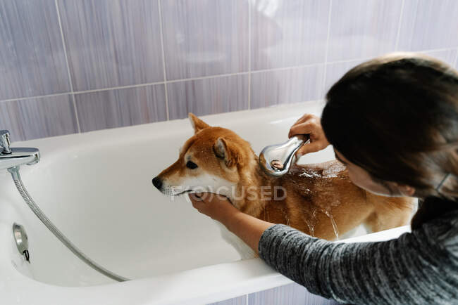 Faceless female woman in casual clothes watering cute Shiba Inu from shower while obedient dog standing in bathtub during bathing at home — Stock Photo