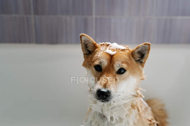 Lindo húmedo shiba inu con espuma jabonosa en piel sentado en bañera - foto de stock