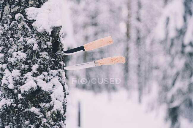 Par de cuchillos profesionales atascados en el tronco del árbol en el bosque de invierno nevado - foto de stock