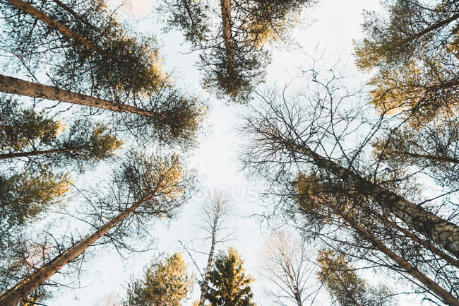 Visão de baixo ângulo de árvores florestais iluminadas pelo sol — Fotografia de Stock