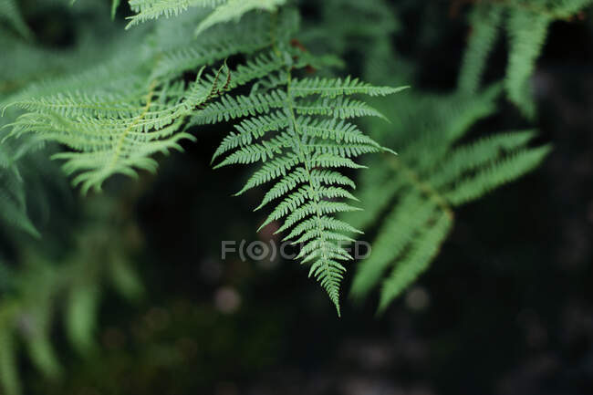 Gros plan des feuilles luxuriantes de fougère verte — Photo de stock