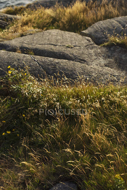 Primo piano colpo di rocce con erba verde alla luce del sole — Foto stock