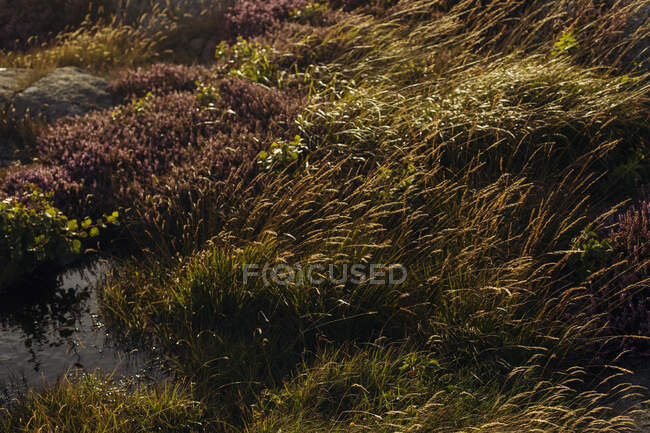 Primer plano de pradera con hierba verde y roja a la luz del sol - foto de stock
