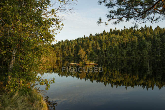 Живописный пейзаж спокойного озера в окружении зеленых деревьев, отражающихся в воде во время заката — стоковое фото