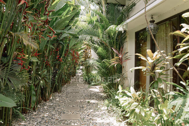 Каменная дорожка, ведущая к входу в коттедж в окружении экзотических растений в солнечный день на Бали — стоковое фото