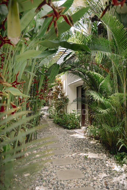 Кам'яна стежка веде до входу в будинок в оточенні екзотичних рослин в сонячний день на Балі. — стокове фото