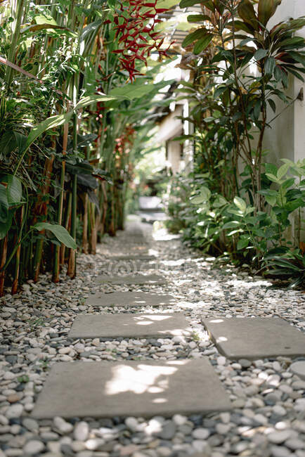 Caminho com seixos cercados por plantas tropicais no dia ensolarado em Bali — Fotografia de Stock