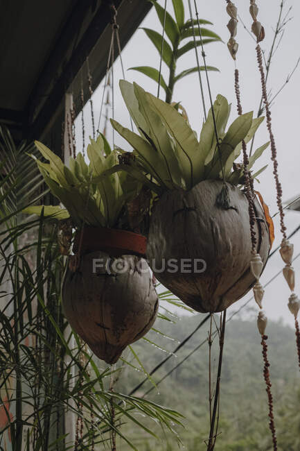 Bajo ángulo de plantas verdes en macetas de coco colocadas bajo el techo de la casa de madera en Bali - foto de stock