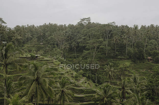Vista aérea del increíble paisaje de arrozales verdes rodeados de palmeras en un día sombrío en Bali - foto de stock