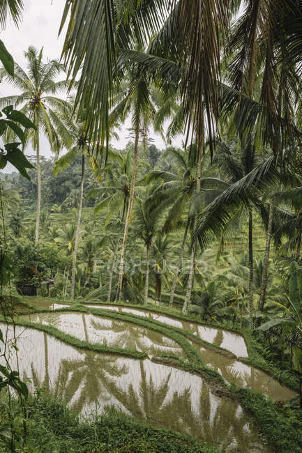 Magnífica paisagem de terraços de arroz em clima úmido no dia nublado em Bali — Fotografia de Stock