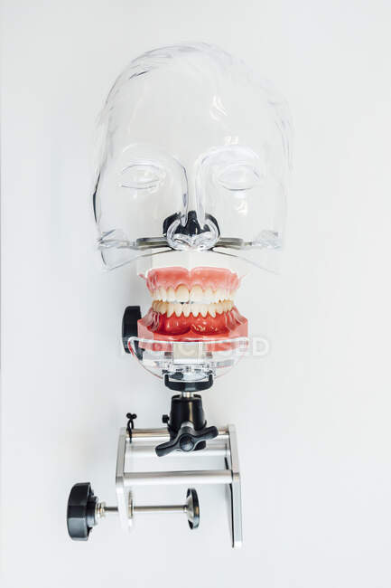 Пластиковая человеческая голова для изучения анатомии зубов — стоковое фото