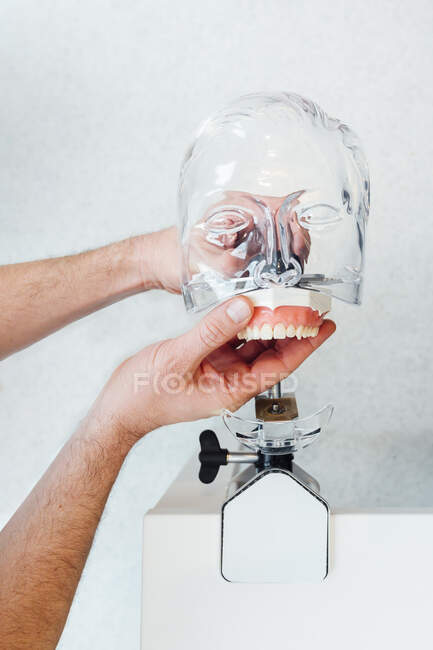 Врожай невизначений лікар чоловічої статі, що демонструє сучасну пластикову голову манекена для уроків стоматології на сірій стіні — стокове фото