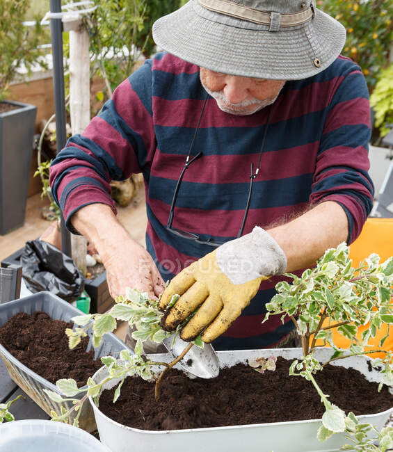 Rentner in Freizeitkleidung und Hut pflanzt Setzlinge in Topf, während er am Tisch im Garten neben dem Haus sitzt — Stockfoto