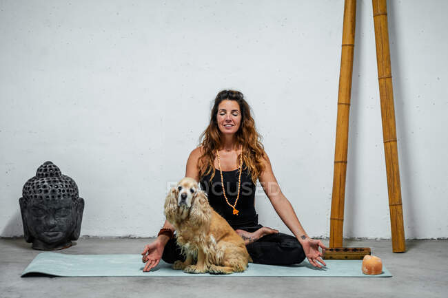 Задоволена самиця сидить на йога маті з англійським кокер-іспанським собакою і медитує в Падмасані в кімнаті з головою Будди і бамбуковими палицями. — стокове фото