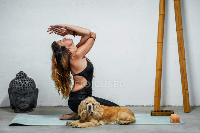 Vista lateral de contenido femenino sentado en esterilla de yoga con perro Cocker Spaniel inglés y meditando en Padmasana en habitación con cabeza de buda y palos de bambú - foto de stock