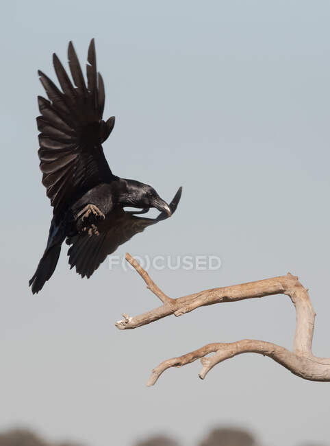 Low angle of wild black raven flying over dry tree branch against gray sky — Stock Photo