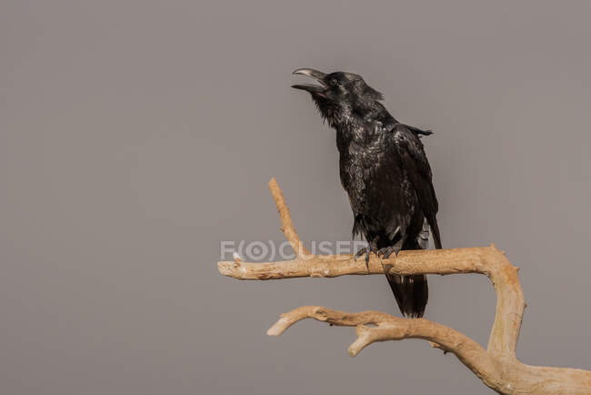 Pájaro cuervo negro sentado en la rama seca sin hojas del árbol contra el cielo nublado en el campo - foto de stock