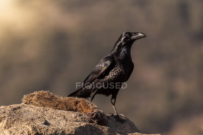 Corvo nero selvaggio seduto sulla pietra in campo nella giornata di sole — Foto stock