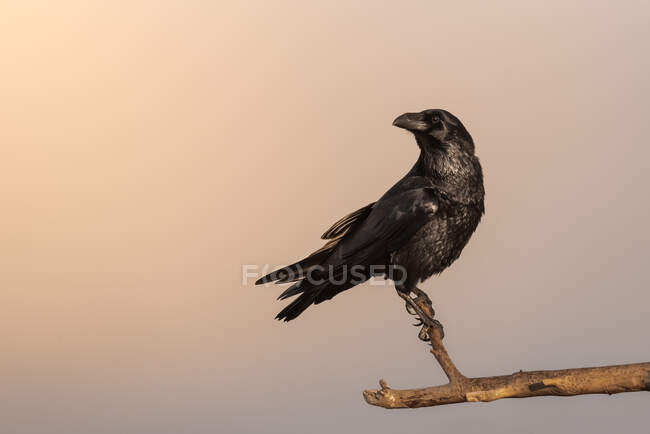 Black crow bird sitting on dry leafless branch of tree against cloudy sky in countryside — Stock Photo