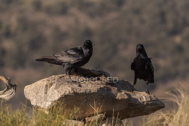Par de corvos negros selvagens sentados em pedra no campo em dia ensolarado — Fotografia de Stock