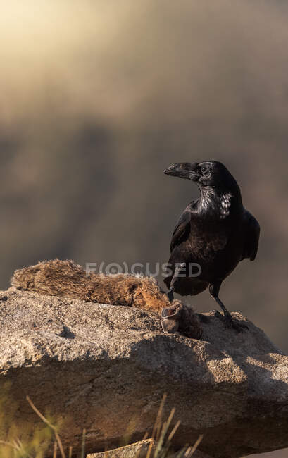Cuervo negro salvaje sentado en piedra en el campo en el día soleado - foto de stock