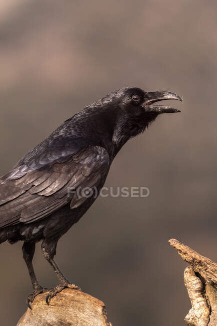 Uccello corvo nero seduto su ramo secco senza foglie di albero contro cielo nuvoloso in campagna — Foto stock