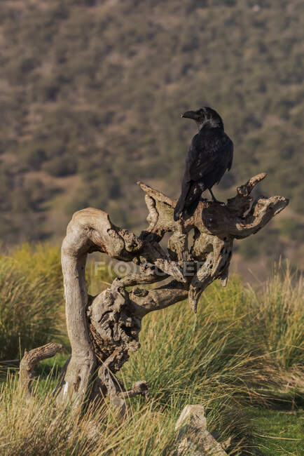 Pássaro corvo preto sentado no ramo seco e sem folhas da árvore no prado da grama no campo — Fotografia de Stock