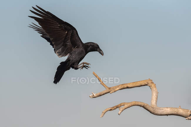 Angle bas de corbeau noir sauvage volant au-dessus d'une branche d'arbre sec contre un ciel gris — Photo de stock