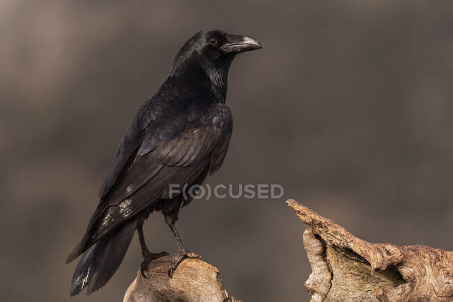 Pássaro corvo preto sentado no ramo seco e sem folhas da árvore contra o céu nublado no campo — Fotografia de Stock