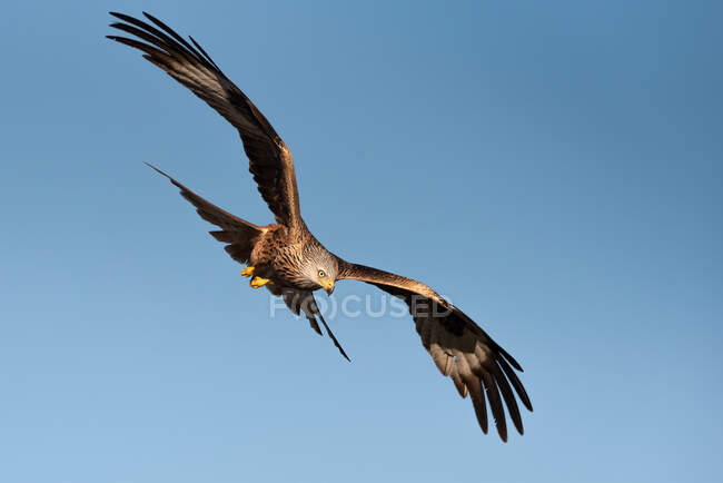 De baixo do falcão selvagem voando no céu azul e caçando no dia ensolarado na natureza — Fotografia de Stock
