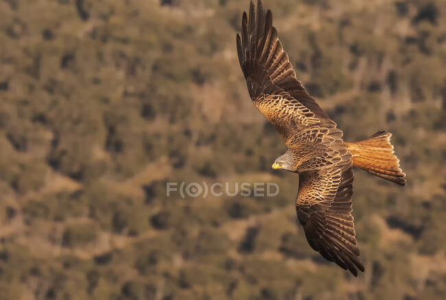 D'en bas, faucon sauvage volant sur le dessus de la chasse aux champs verts par une journée ensoleillée dans la nature — Photo de stock
