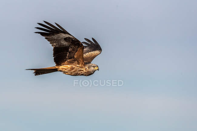 Desde abajo halcón salvaje volando en el cielo azul y la caza en el día soleado en la naturaleza - foto de stock